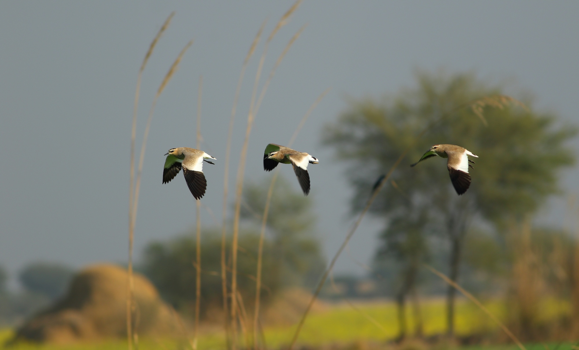 diversified portfolio 