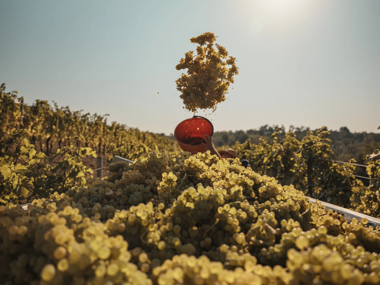 Vendemmia in corso tra i filari: uva bianca versata nel rimorchio sotto il sole