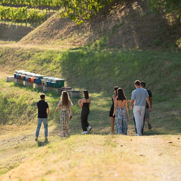 Guided Tour Through the Vineyards of the Colli Orientali del Friuli