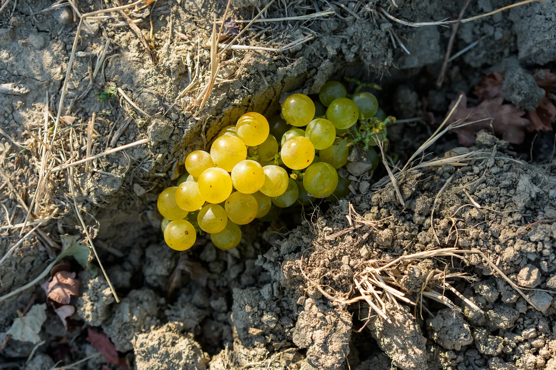 Un grappolo di uva bianca appena raccolto appoggiato sulla ponca, il suolo dei Colli Orientali del Friuli