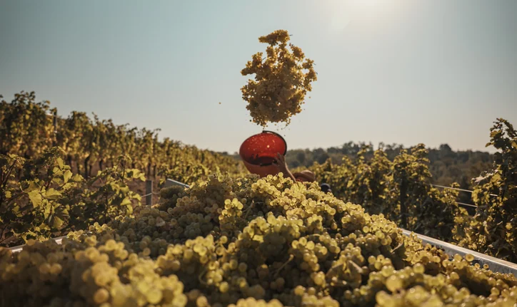 Vendemmia in Friuli: cosa succede in cantina alla raccolta