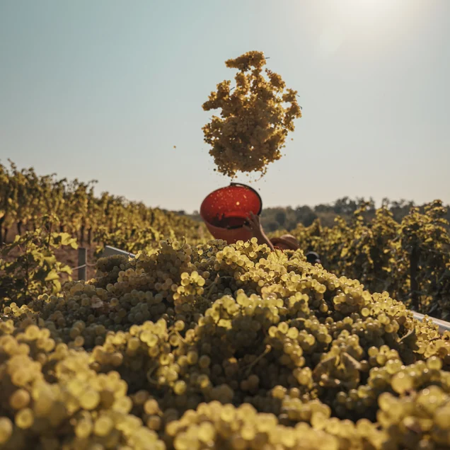 Uva bianca appena raccolta durante la vendemmia nei Colli Orientali del Friuli
