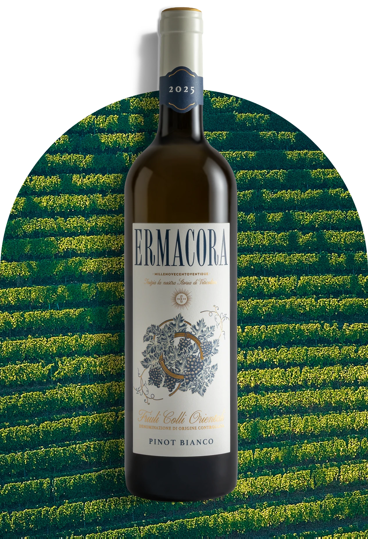 Pinot Blanc