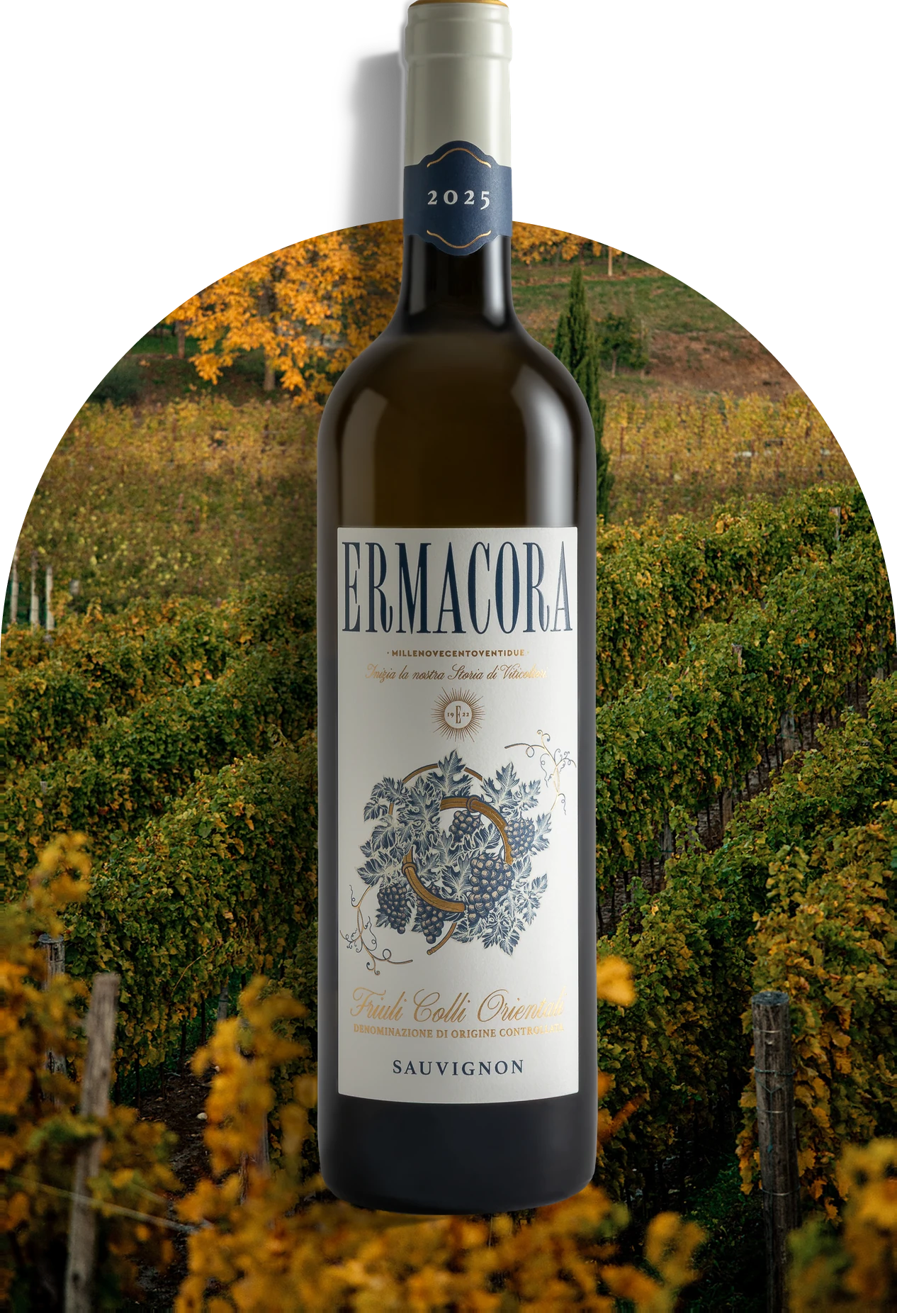 Sauvignon