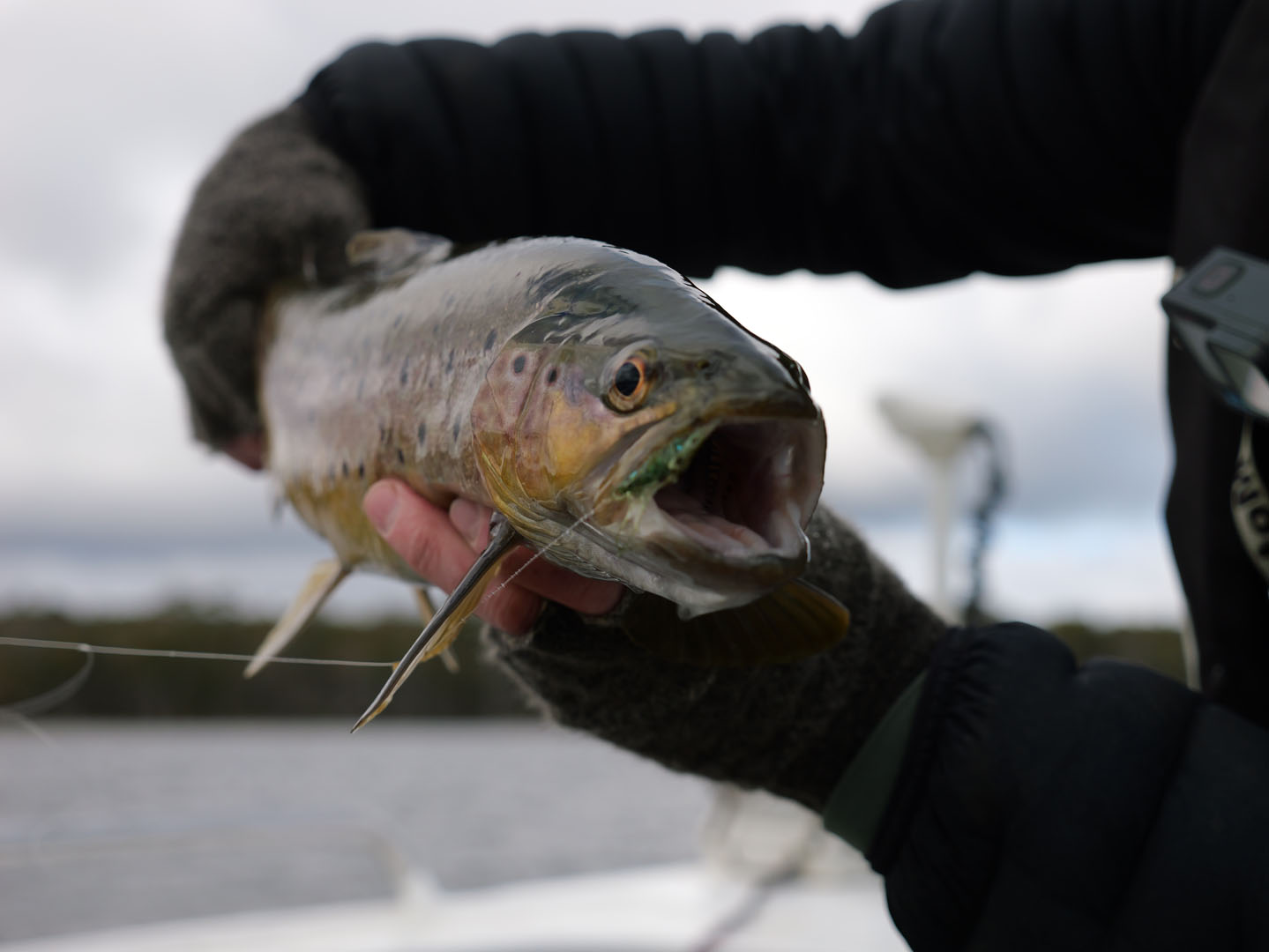 up close shot of trout