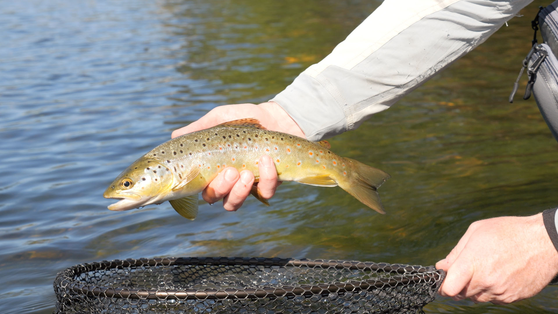 man holding small brown trout in hand with vibrant colours