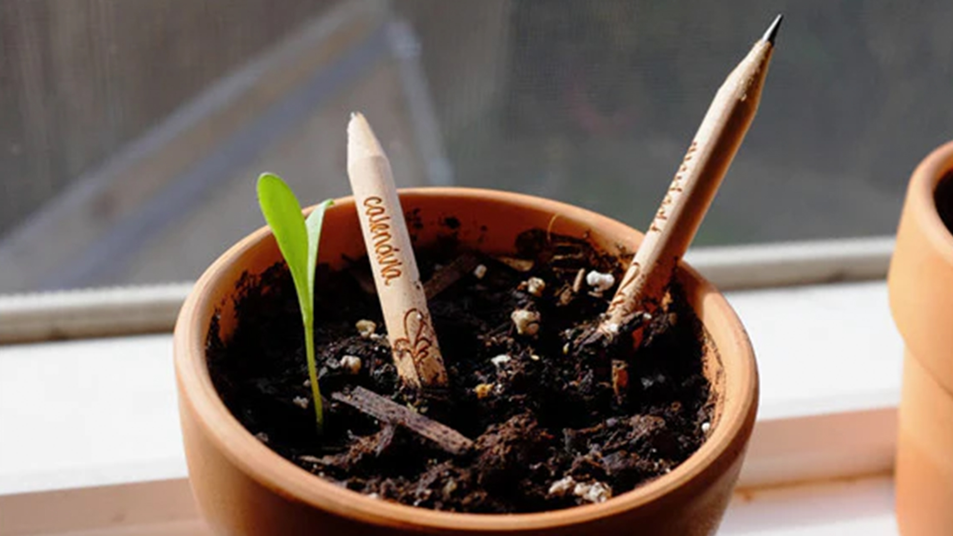 Sustainable Sprout Pencils