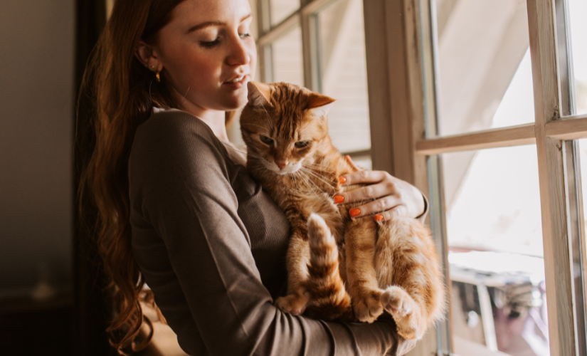 Why cats are becoming Britain’s favourite pet 