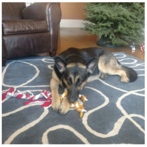 Novo pet of the month - Tim's Reyna