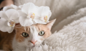 Novo pet of the month - Anna's Zeus