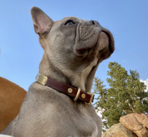Novo pet - Brandon's Winston