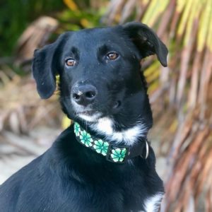 Novo pet of the month - Jill's Mango