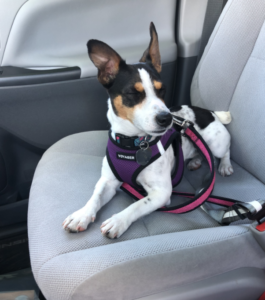 Novo pet of the month - Thomas's Arya