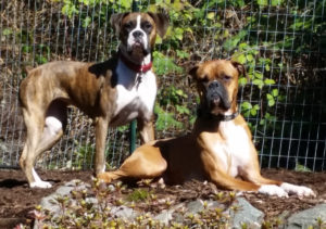 Novo pets of the month - Amy's Gracie and Alex