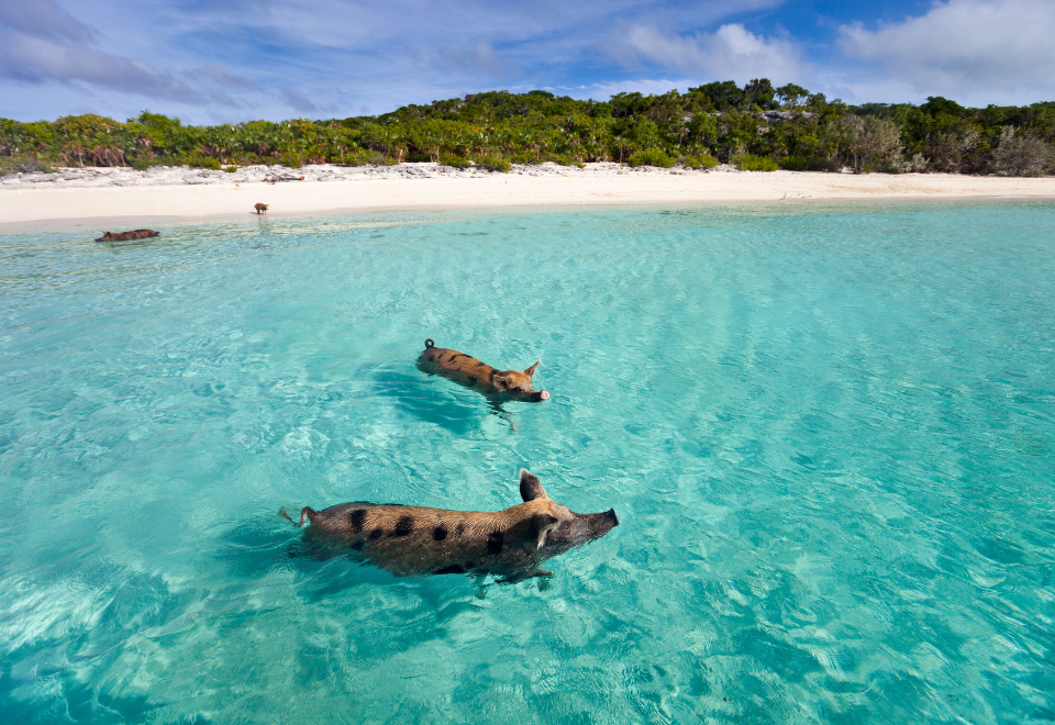view of an island with palm trees and beach