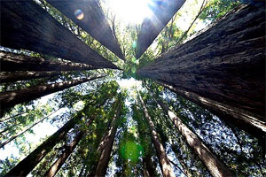 Creating Long Lasting Evergreen Content