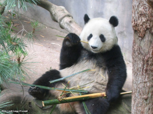 Has Panda 4.1 arrived?