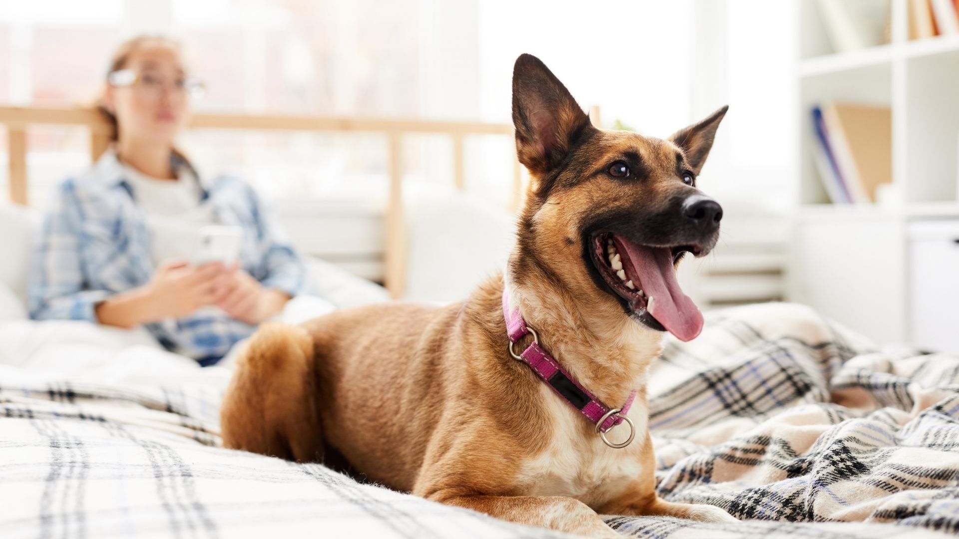 emotional support dog sitting on bed