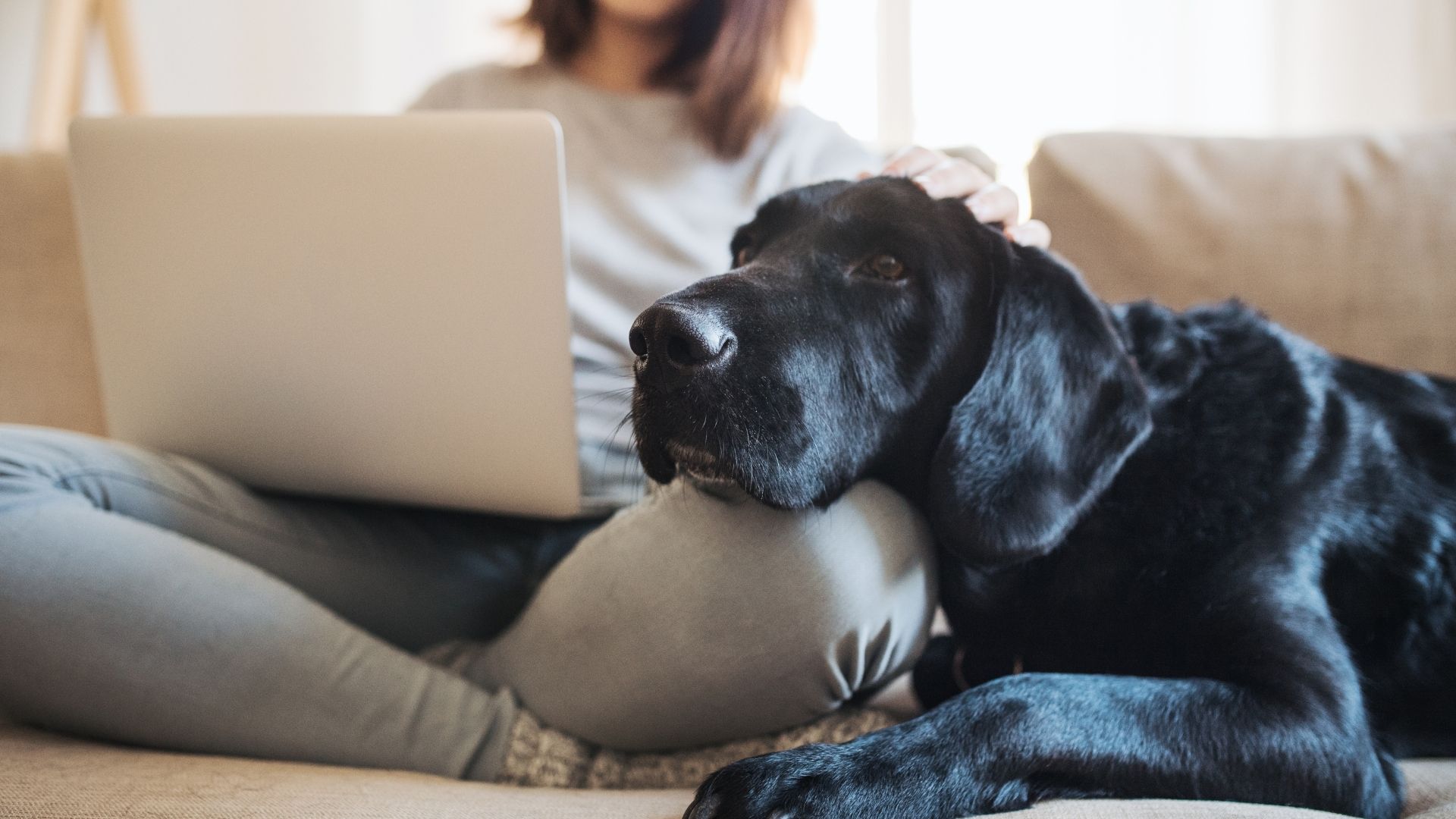 how to make sure your esa letter is legitimate