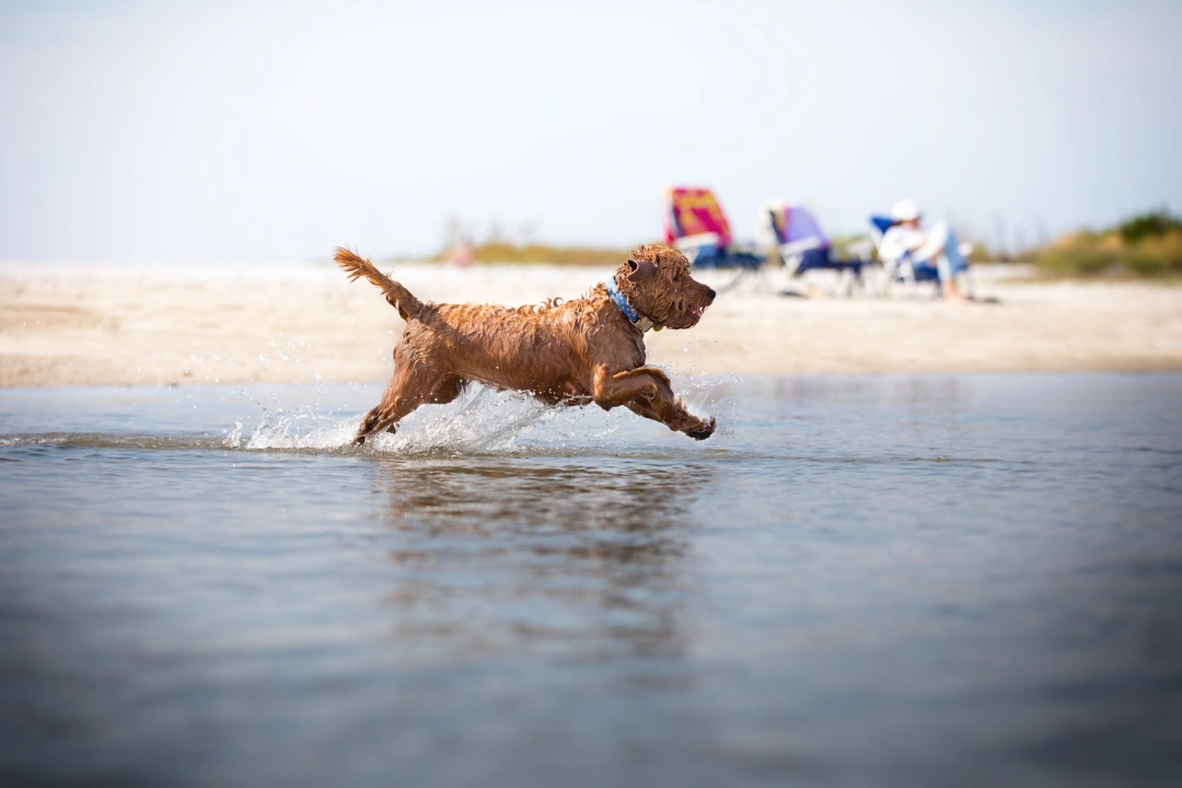 An emotional support animal running on the beach in Florida.