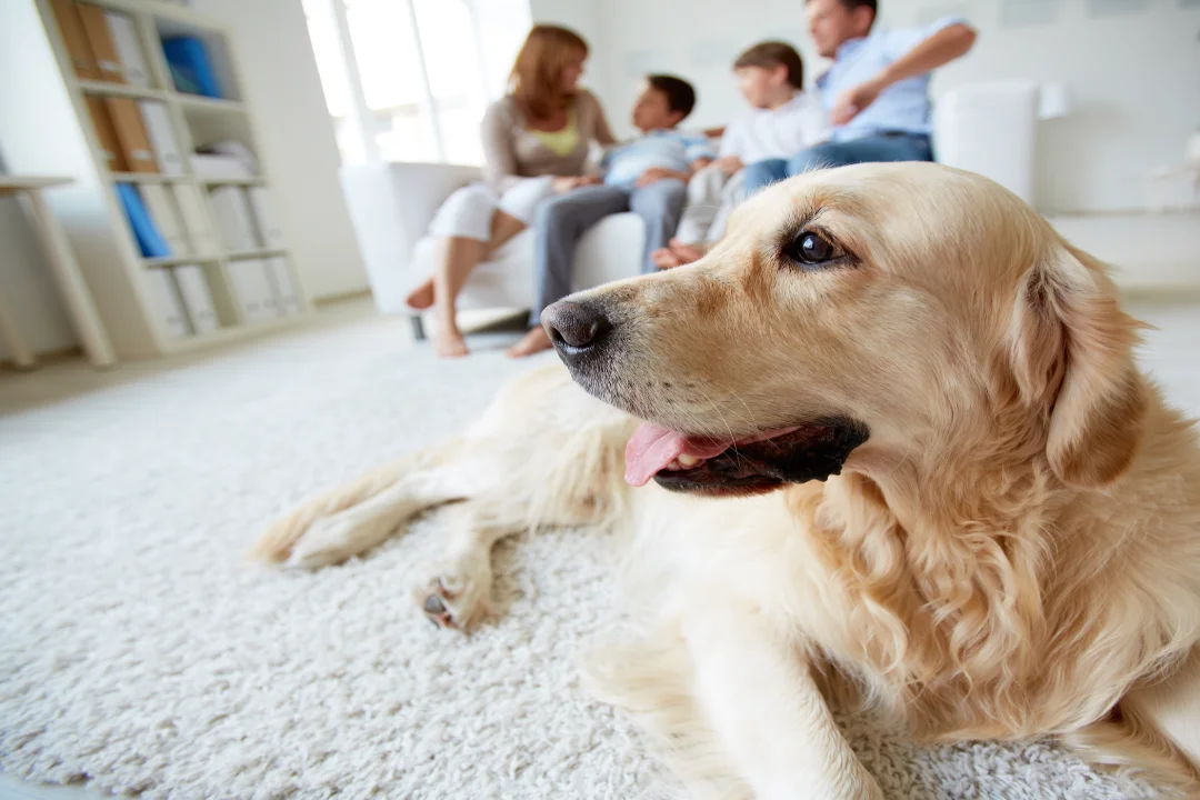 A psychiatric service dog lounging in the family room.