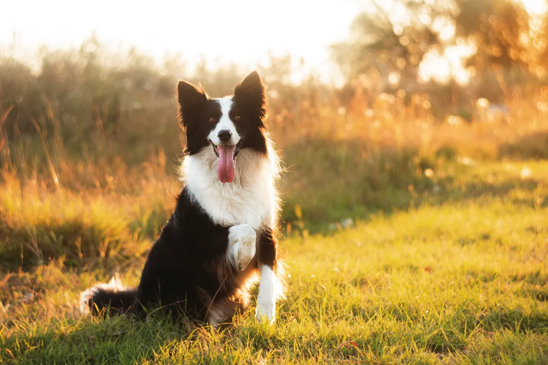 A well trained psychiatric service dog out in a park.