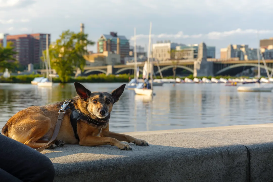 An emotional support animal hanging out by the riverfront in Massachusetts.