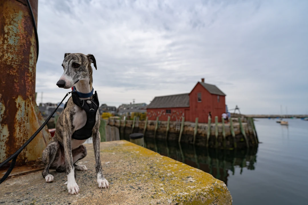 An emotional support animal on a dock in Massachusetts.