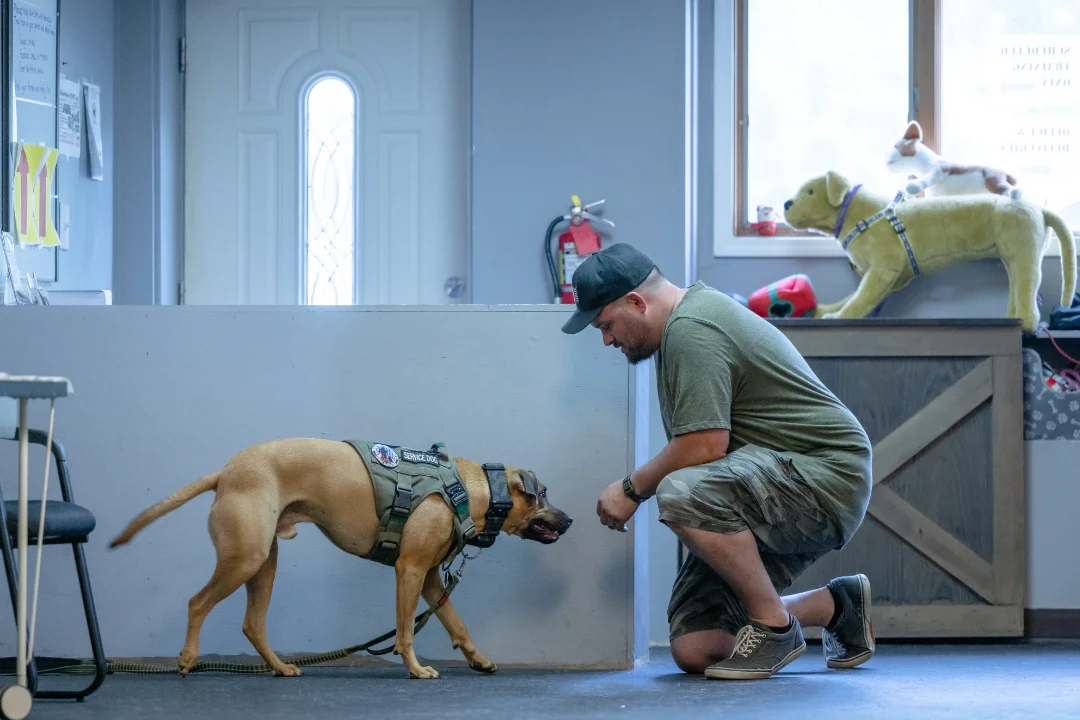 A service dog being trained by its handler.