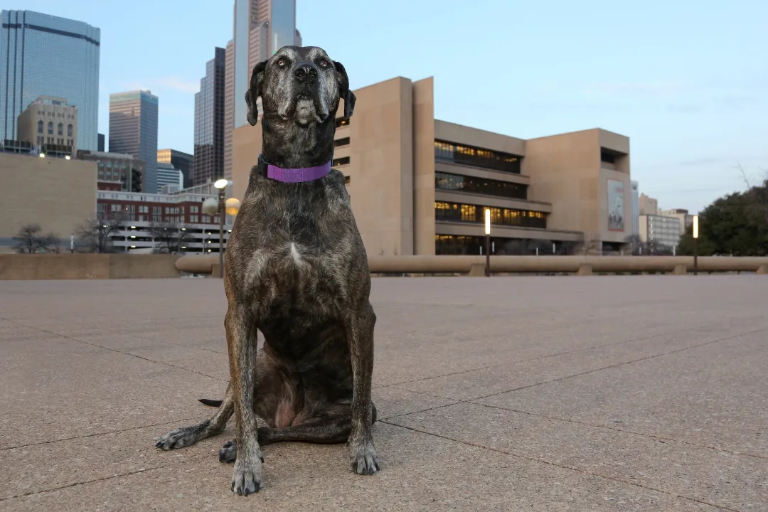 A psychiatric service dog posing in front of Dallas city hall.