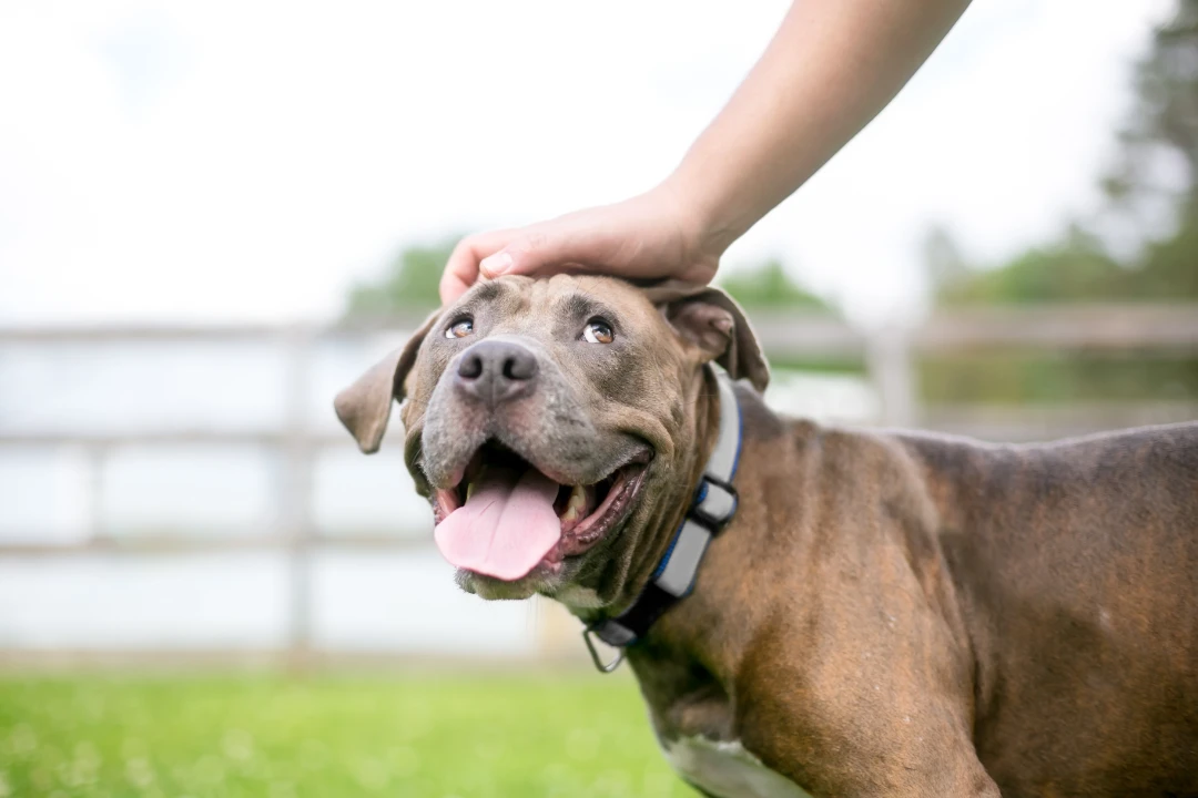 An ESA owner petting their emotional support dog.