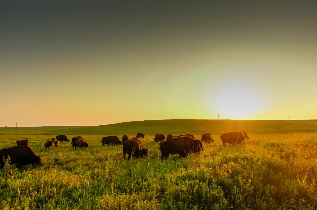 A field of buffalo in Oklahoma.