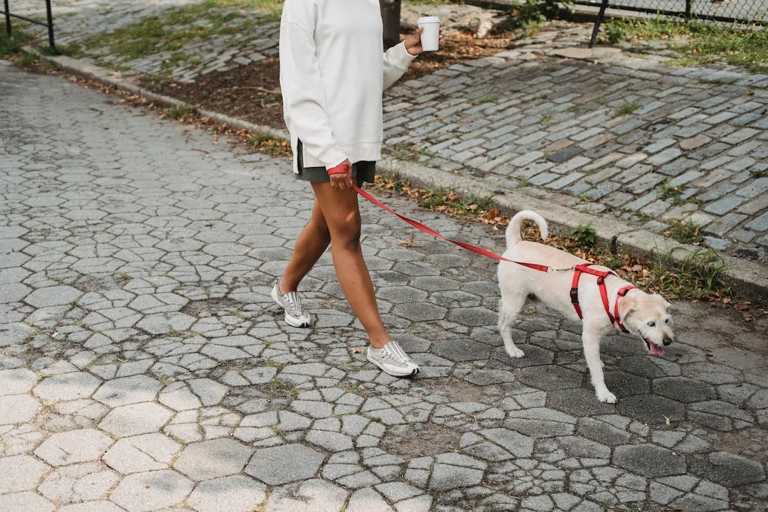 Unsure whether your dog is allowed into Walgreens? Learn more about the specific rules for bringing your dog out in public with Pettable.