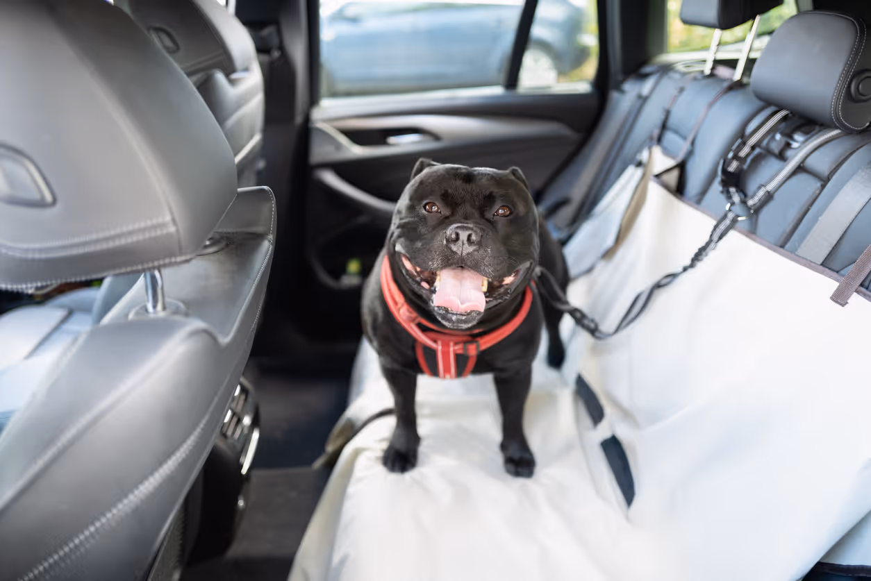 Dog in the backseat of a car with a seat cover