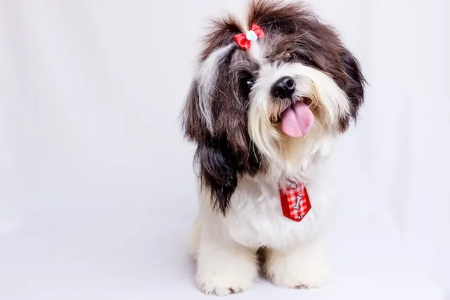 Top Dog Grooming Franchises in 2025
