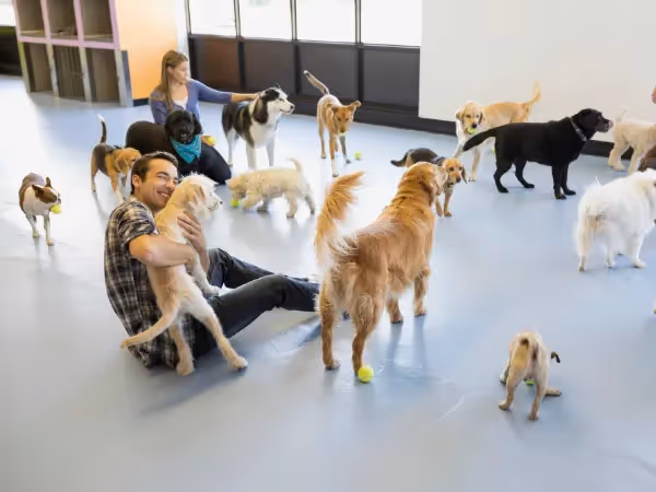 Top  Dog Daycare Franchises in 2025 : Cost-Effective, High-Demand, and Well-Known