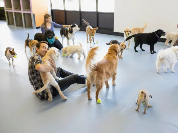Top  Dog Daycare Franchises in 2025 : Cost-Effective, High-Demand, and Well-Known