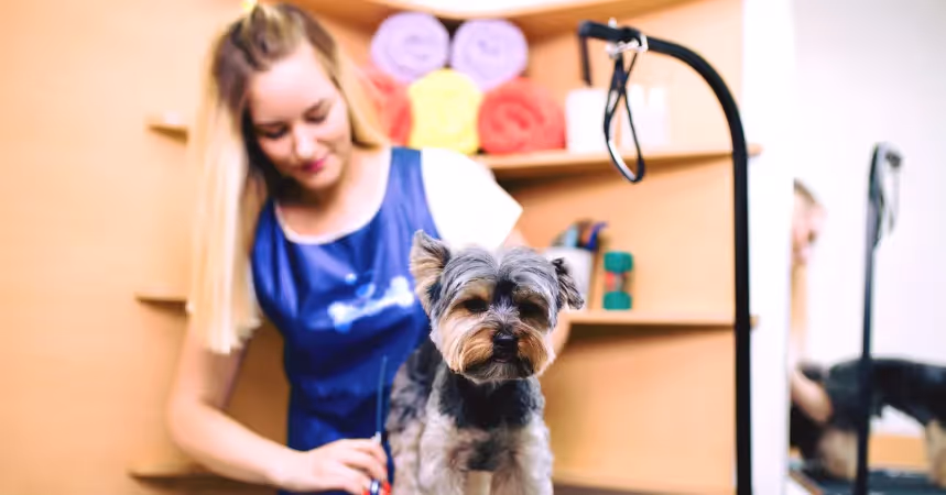 Splash & Dash Groomerie and Boutique top dog grooming franchsie with high market demand