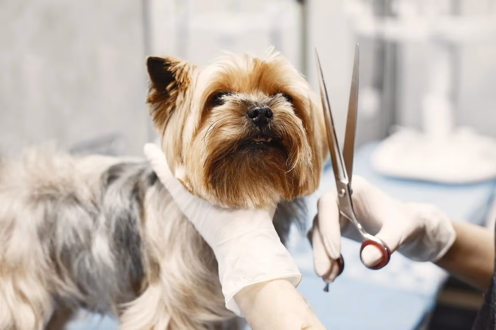 dog grooming franchise