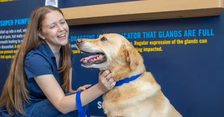 Scenthound top dog grooming franchise with low investment cost