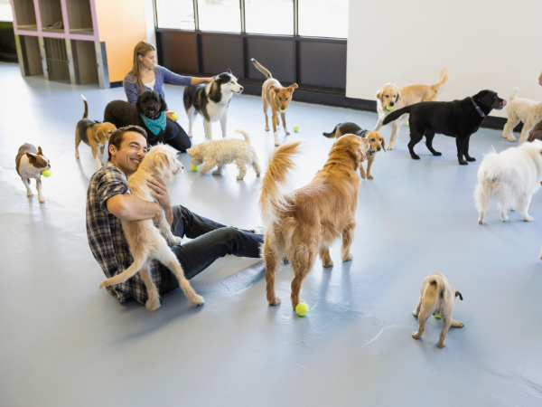 Best Dog Daycare & Boarding Franchises 2026: Costs, Profits & Real FDD Data