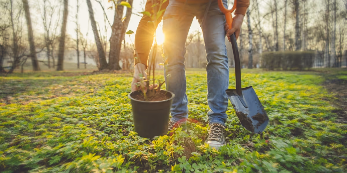 Personne plantant un petit arbre dans une forêt ensoleillée à l'aide d'une pelle.