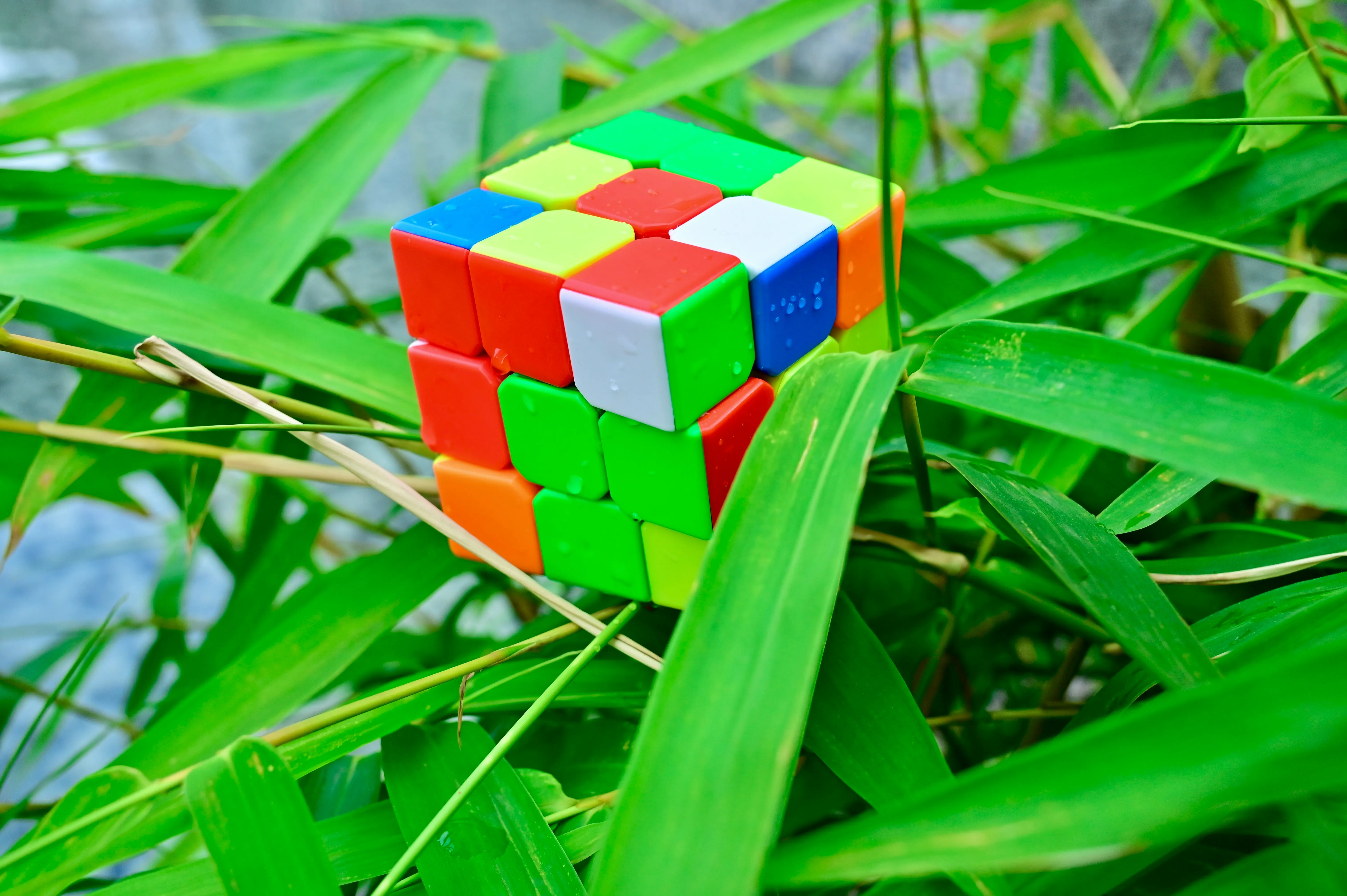 A colorful, partially solved Rubik's Cube resting on green bamboo leaves, with water droplets visible on the cube's surface