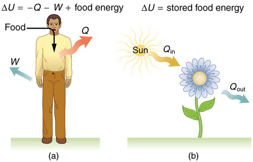 The First Law of Thermodynamics (https://philschatz.com/)