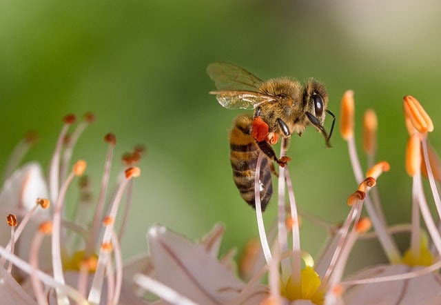 The Artificial Bee Colony algorithm mimics how honeybees find nectar