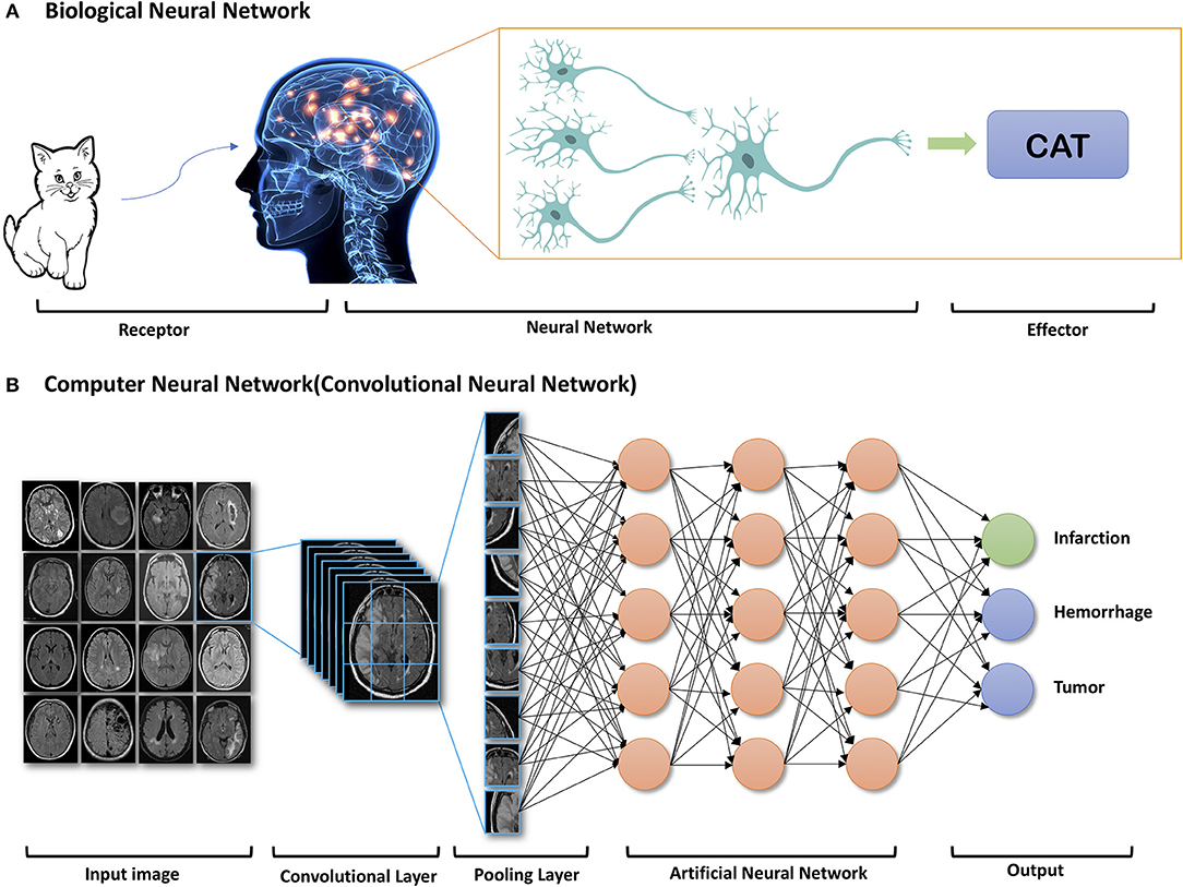 Biological and deep learning image recognition (doi.org/10.3389/fneur.2019.00869)