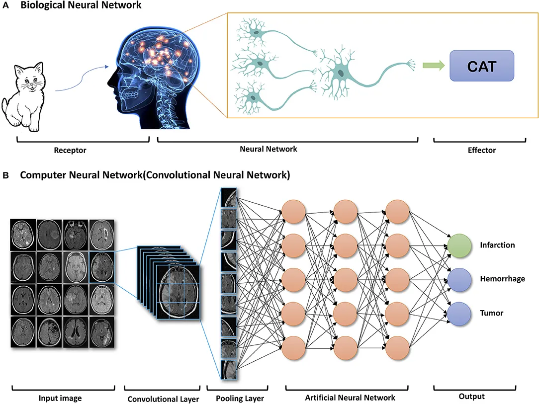 Biological and deep learning image recognition (doi.org/10.3389/fneur.2019.00869)