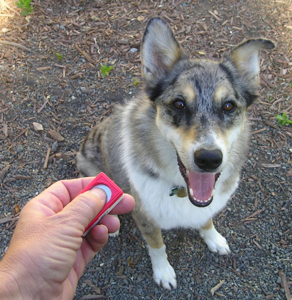 reinforcement learning to educate our pets (Wikimedia Commons)