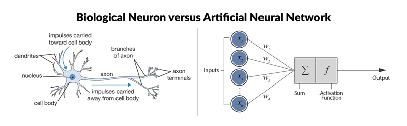 Biological and Artificial Neurons | Devopedia.org CC BY-SA 4.0