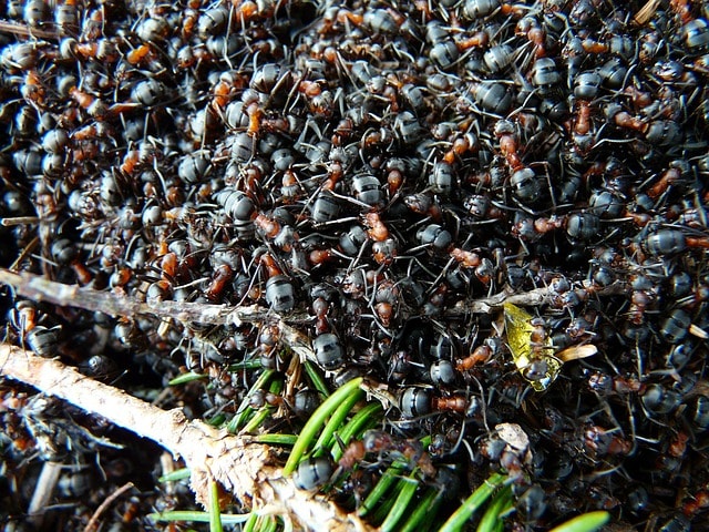 Colony Optimization mimics ants finding food through pheromone trails